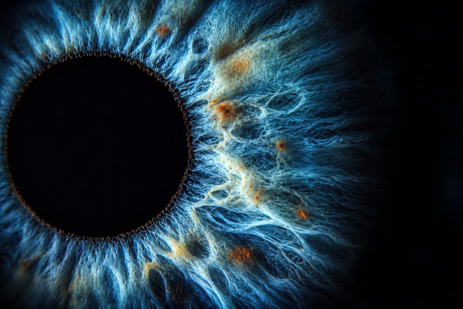Iris in detail
